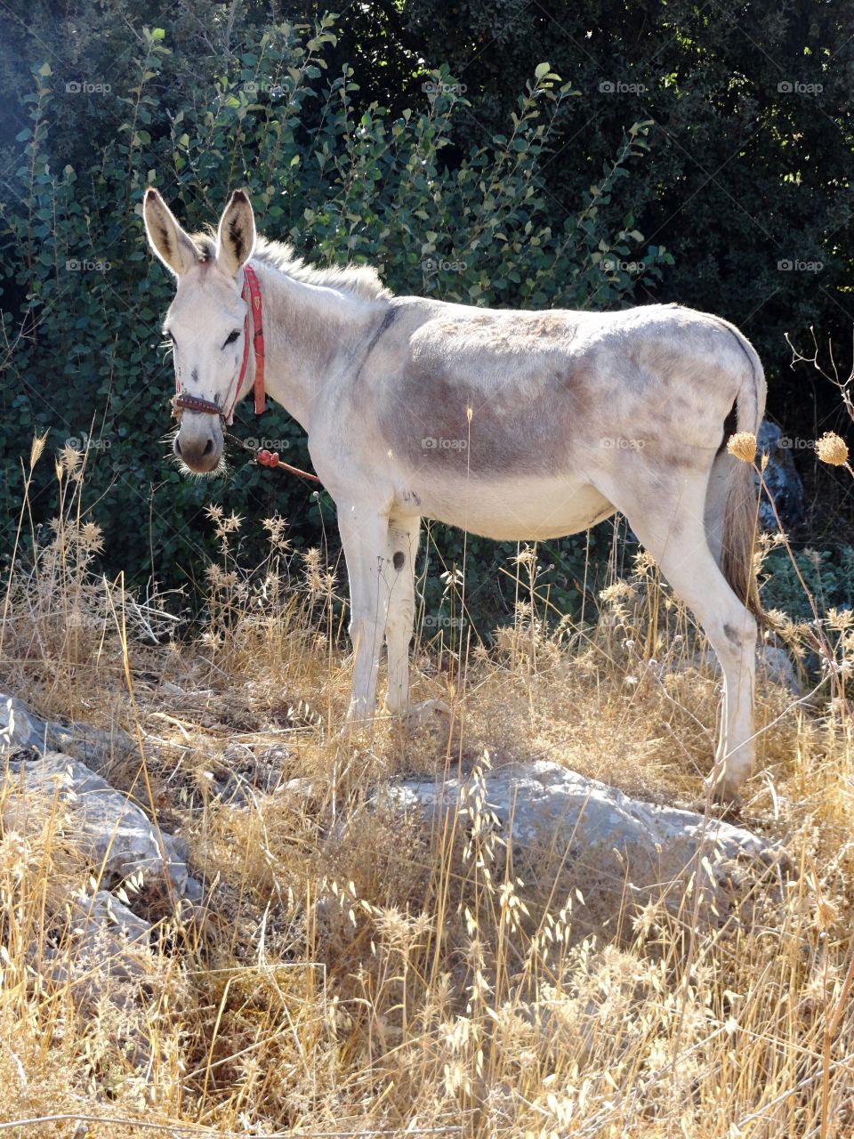 Donkey from kfarhouna Lebanon 