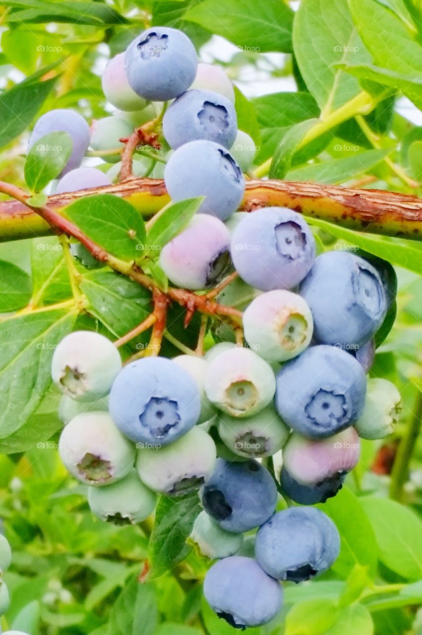 Colorful Berries