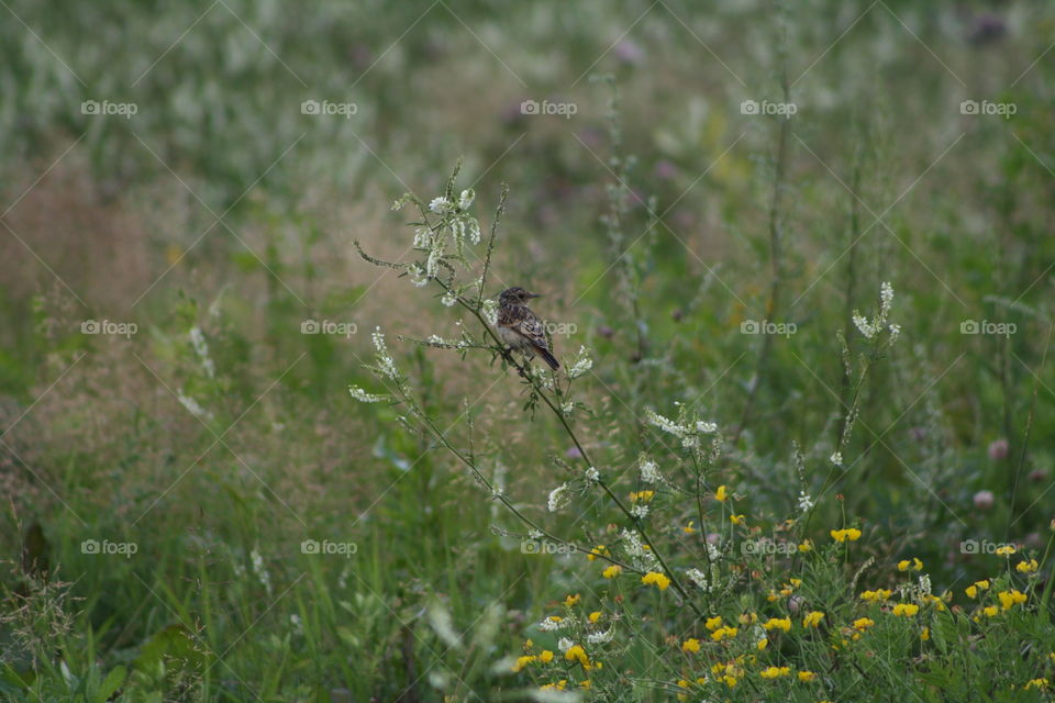 Bird on a blade of grass