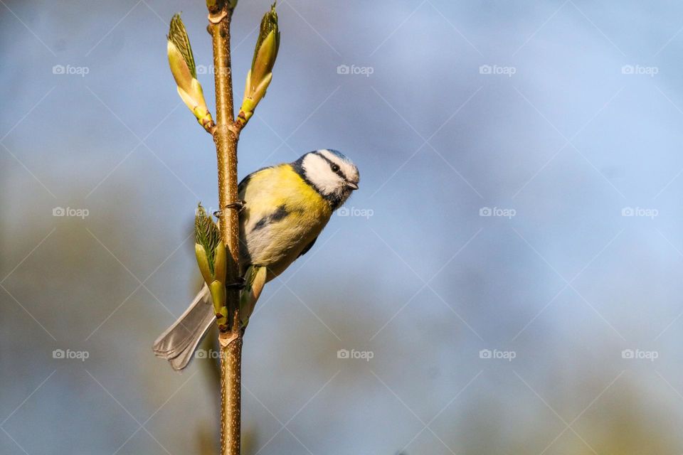 Blue tit bird on a branch
