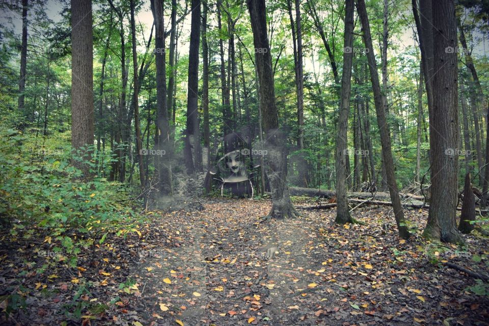 Haunted Forest