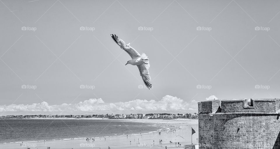 Seagull flying over Saint Malo