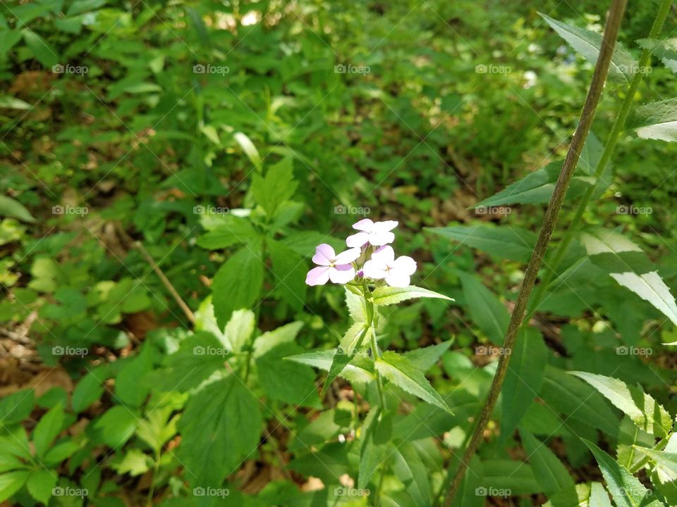 Sunlight in purple white wild flower found in NJ park