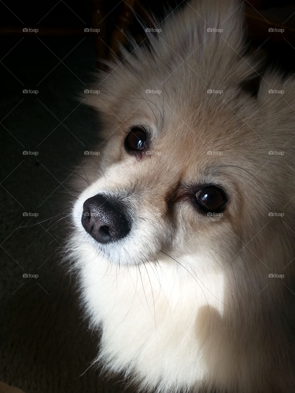 Puppy love . Just a pic of my pom 