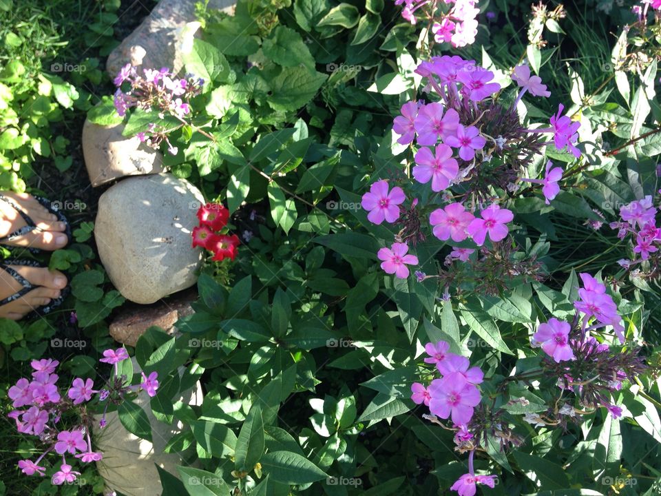 Beautiful pink flowers 