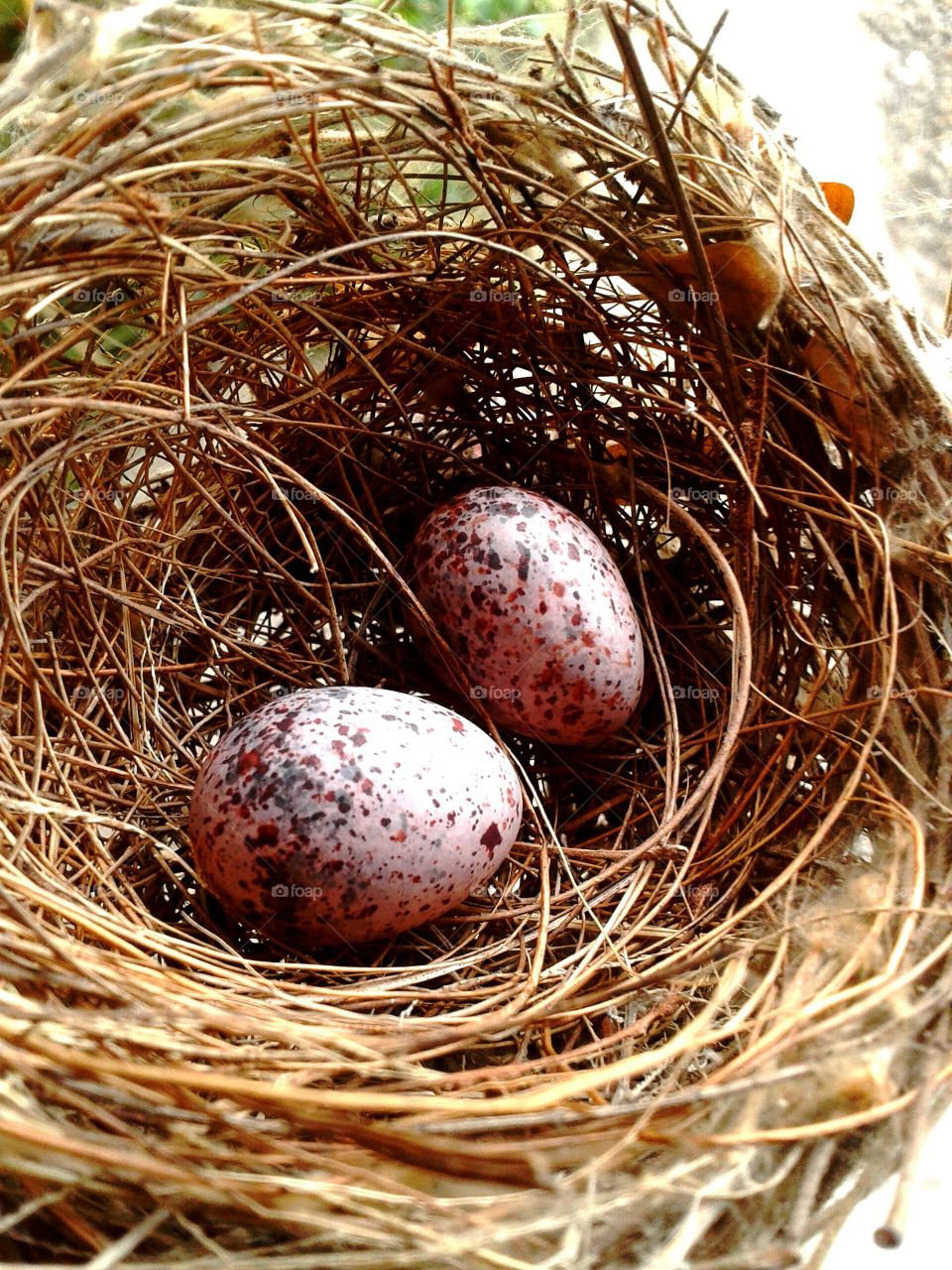 eggs bird. eggs bird on nest