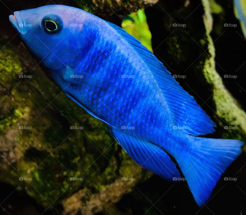 Electric blue African cichlid—taken in Hammond, Indiana 