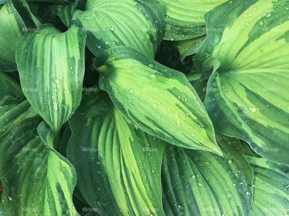 Green leaves