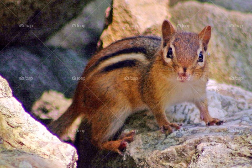 Chipmunk