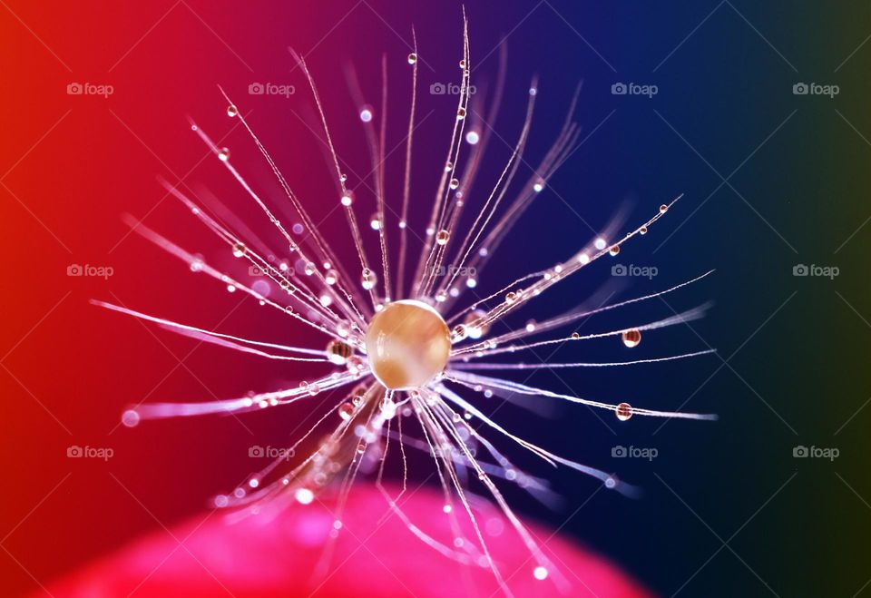 water droplets on dandelion