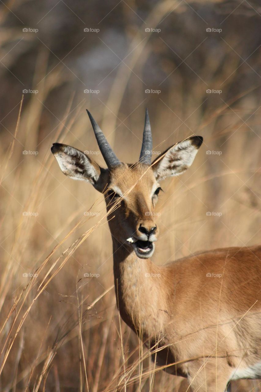 Young Impala Ram chewing on a piece of bone.