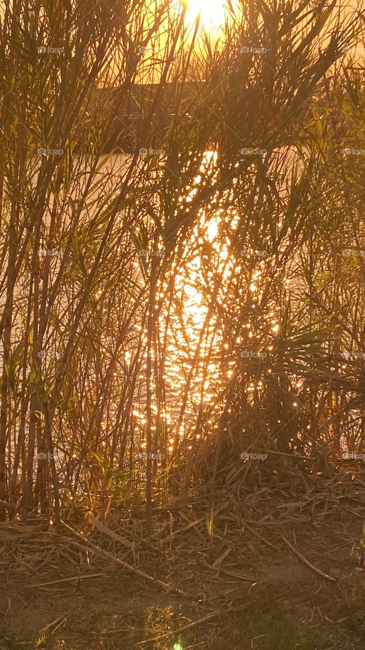 Super bright sunset seeing through cat tail grass. Sparkle, Diamonds, wind roughing up lake waters. Glistening in strong sunlight. 
