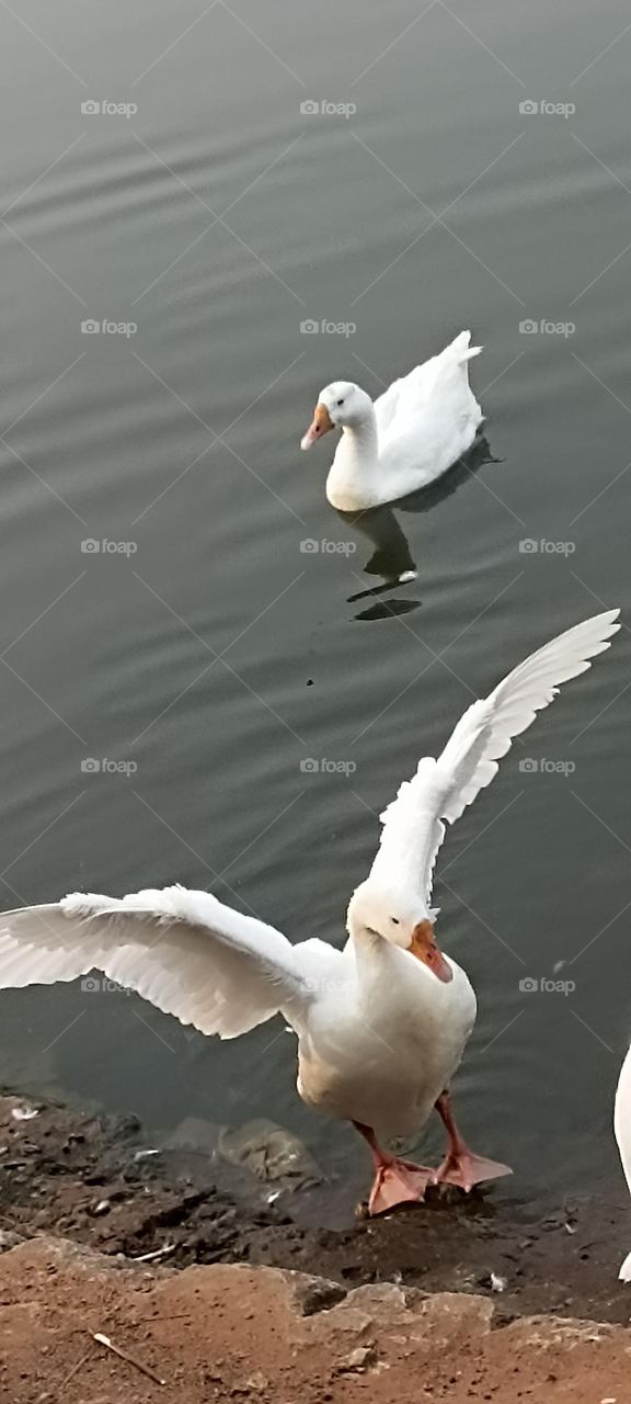 wings are open to fly high never ever think of others they will support you all the time