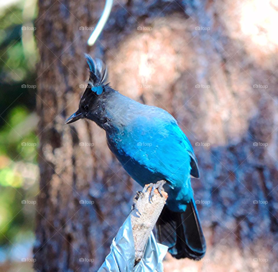Stellar Jay