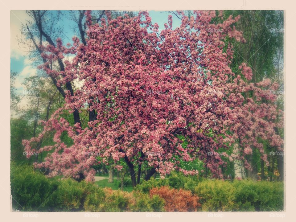 Blooming apple tree