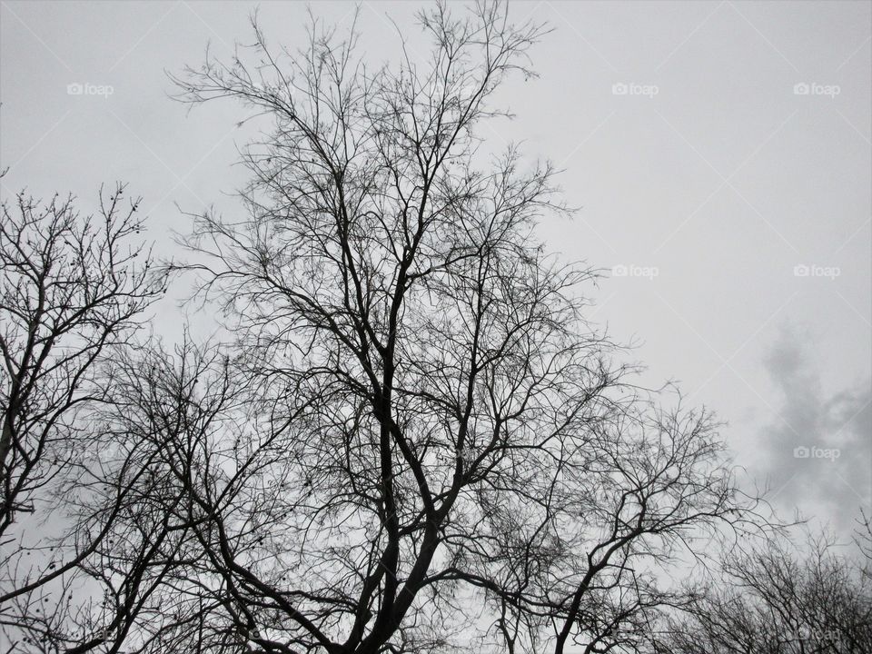 bare branches