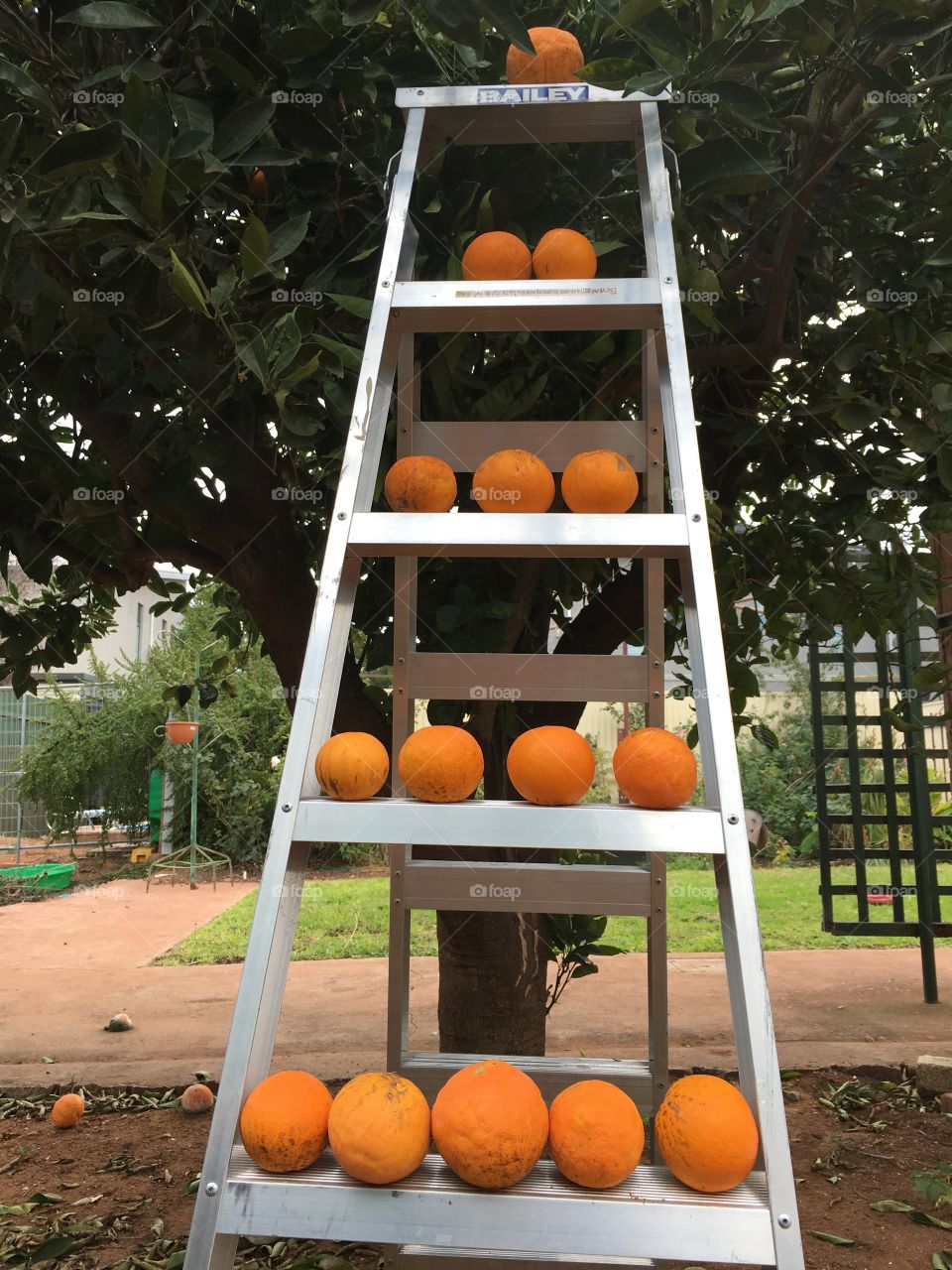 Counting oranges 