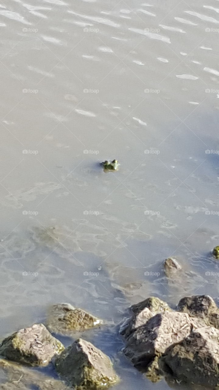 frog in the water