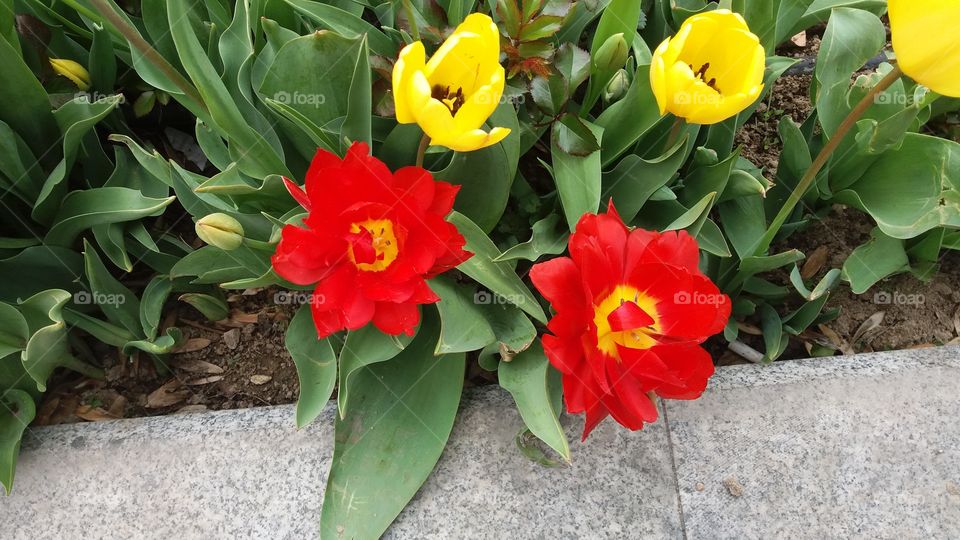 Beautiful spring tulip