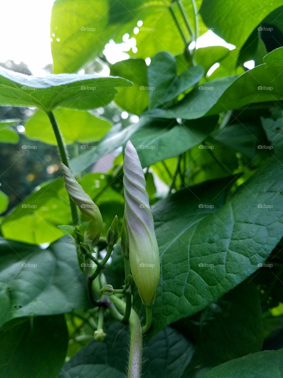 Morning Glory Bud