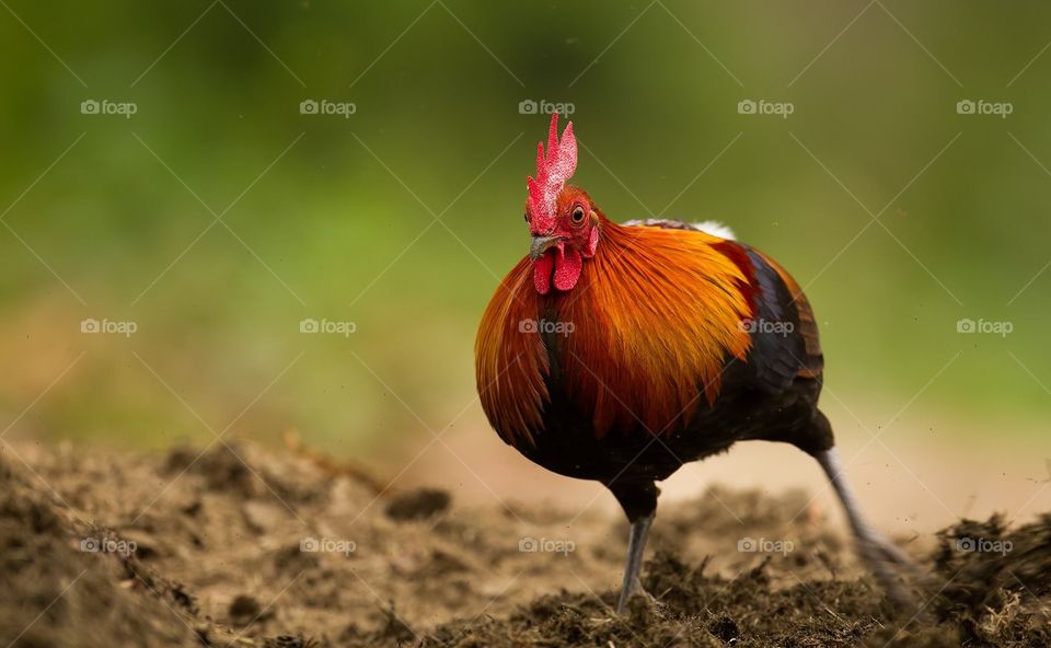 Wild cock 