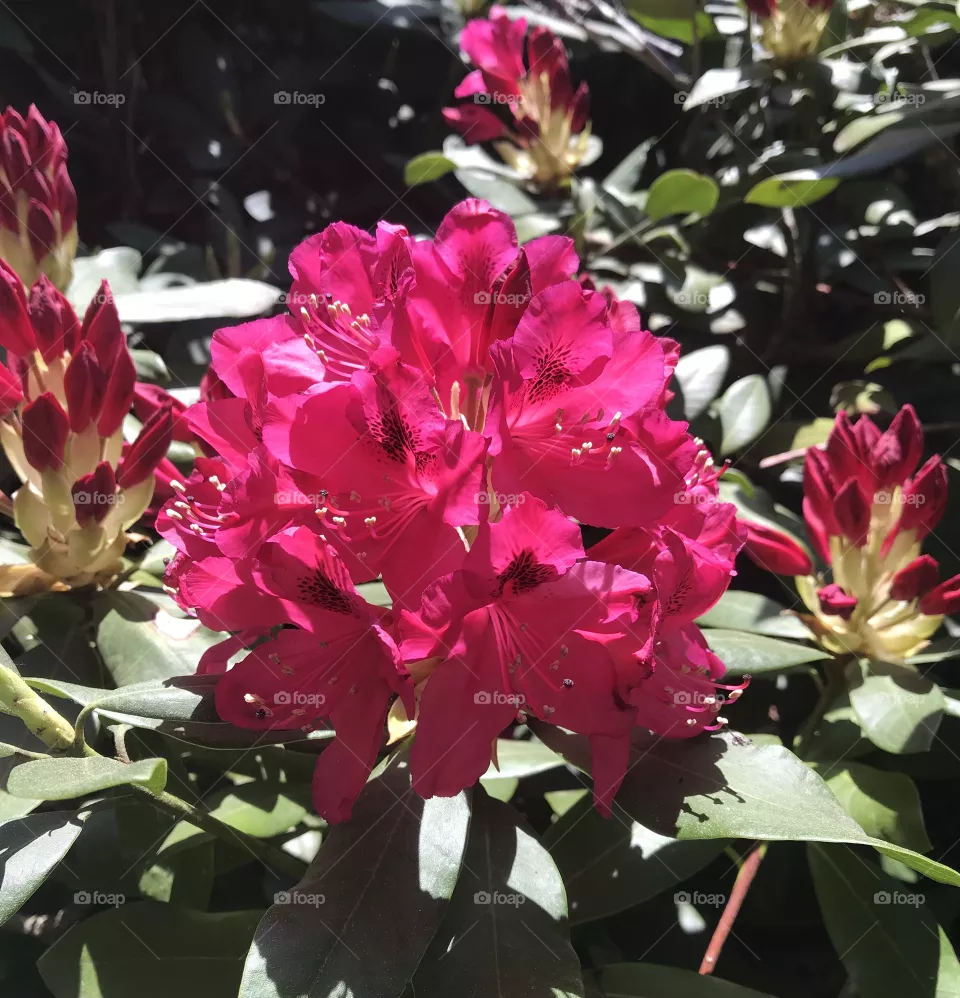 Flower