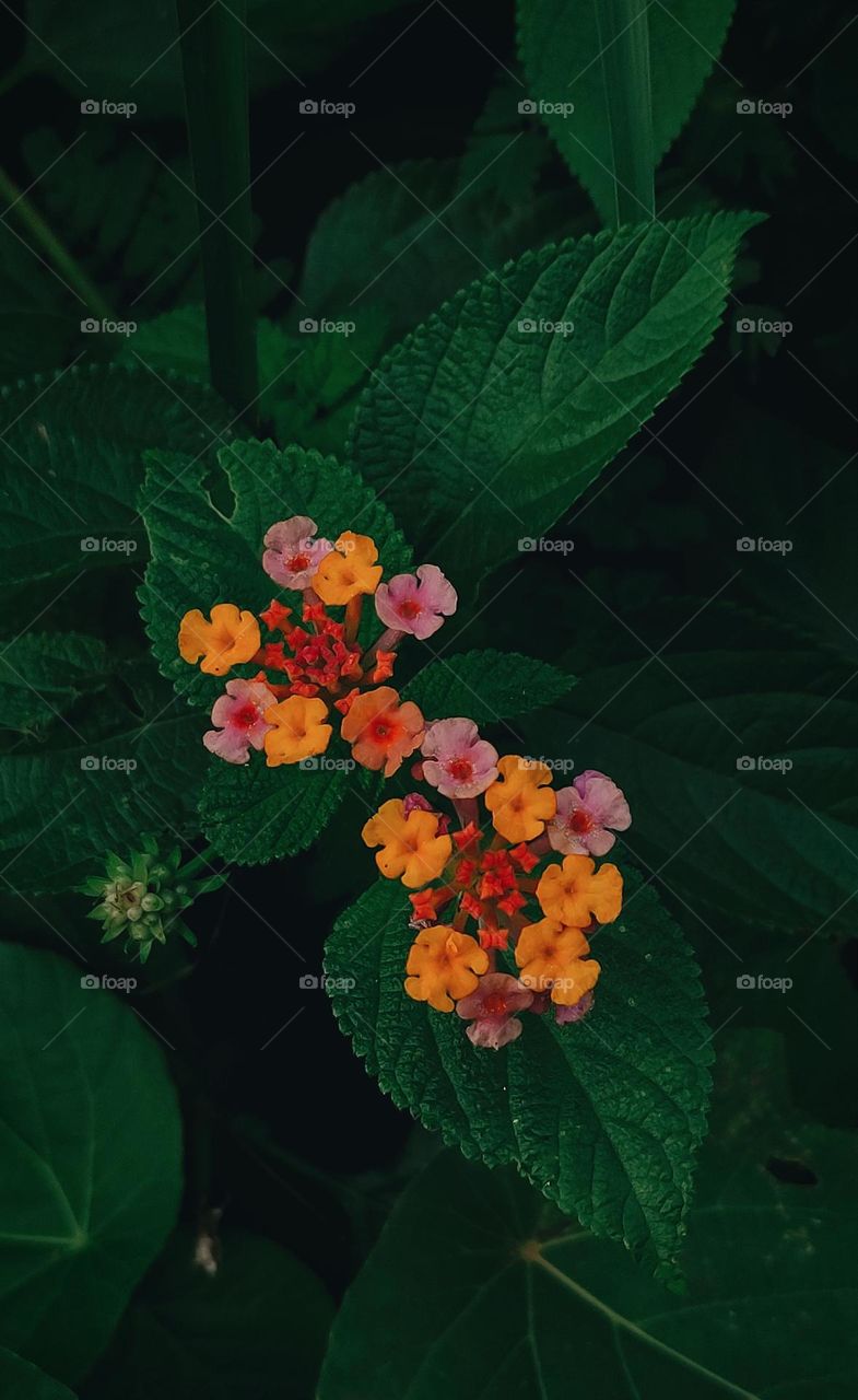 Close up of Lantana 😚