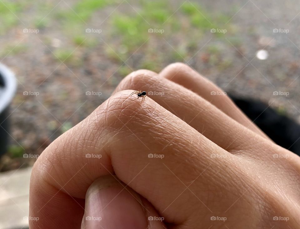 Small spider on a finger 
