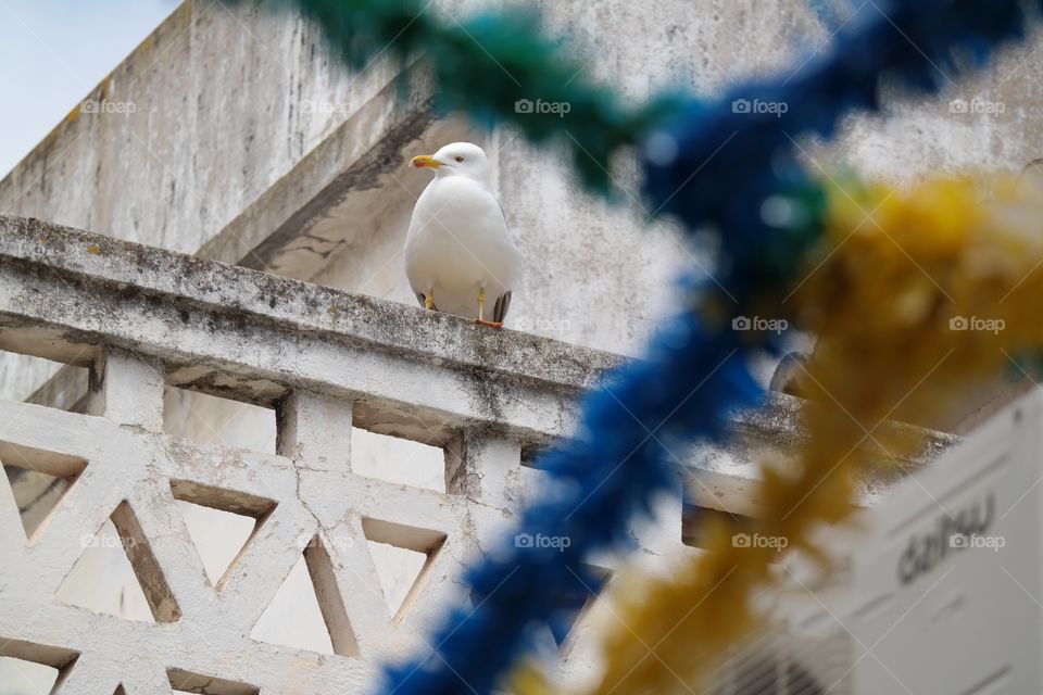 Seagull resting 