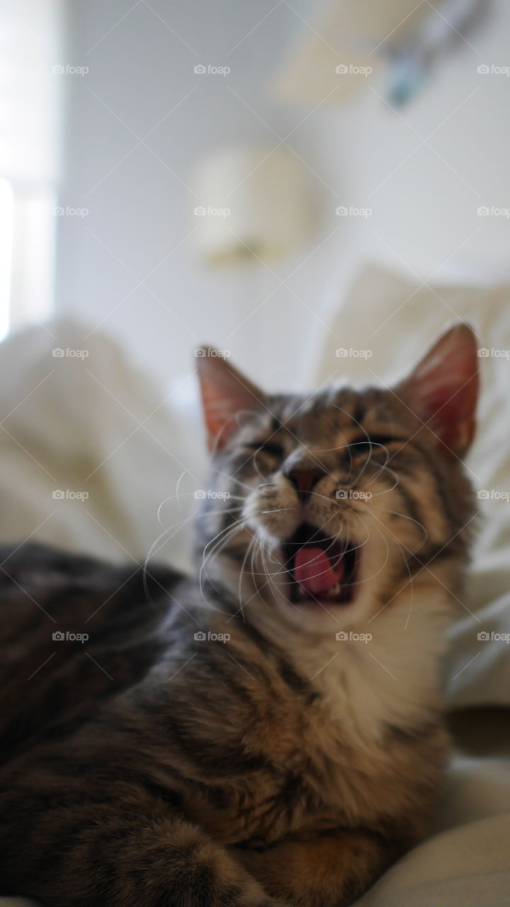 Very tired cat showing the tongue and her beautiful whiskers 