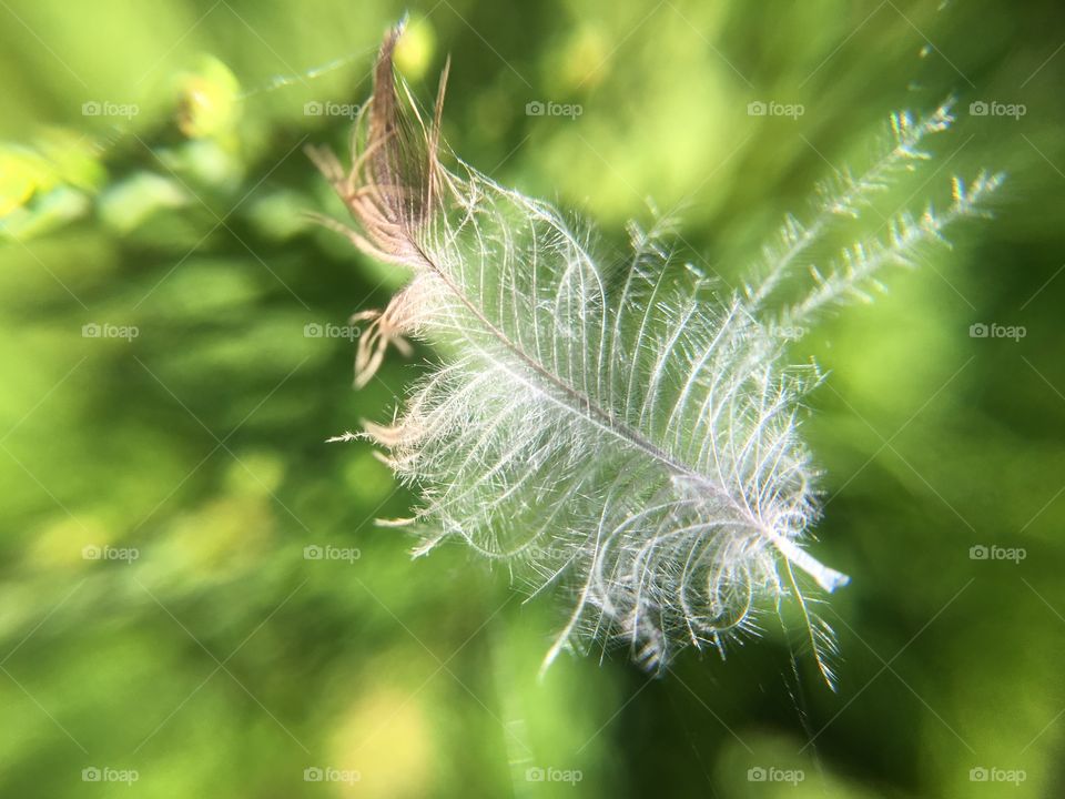 Tiny feather in spiderweb 