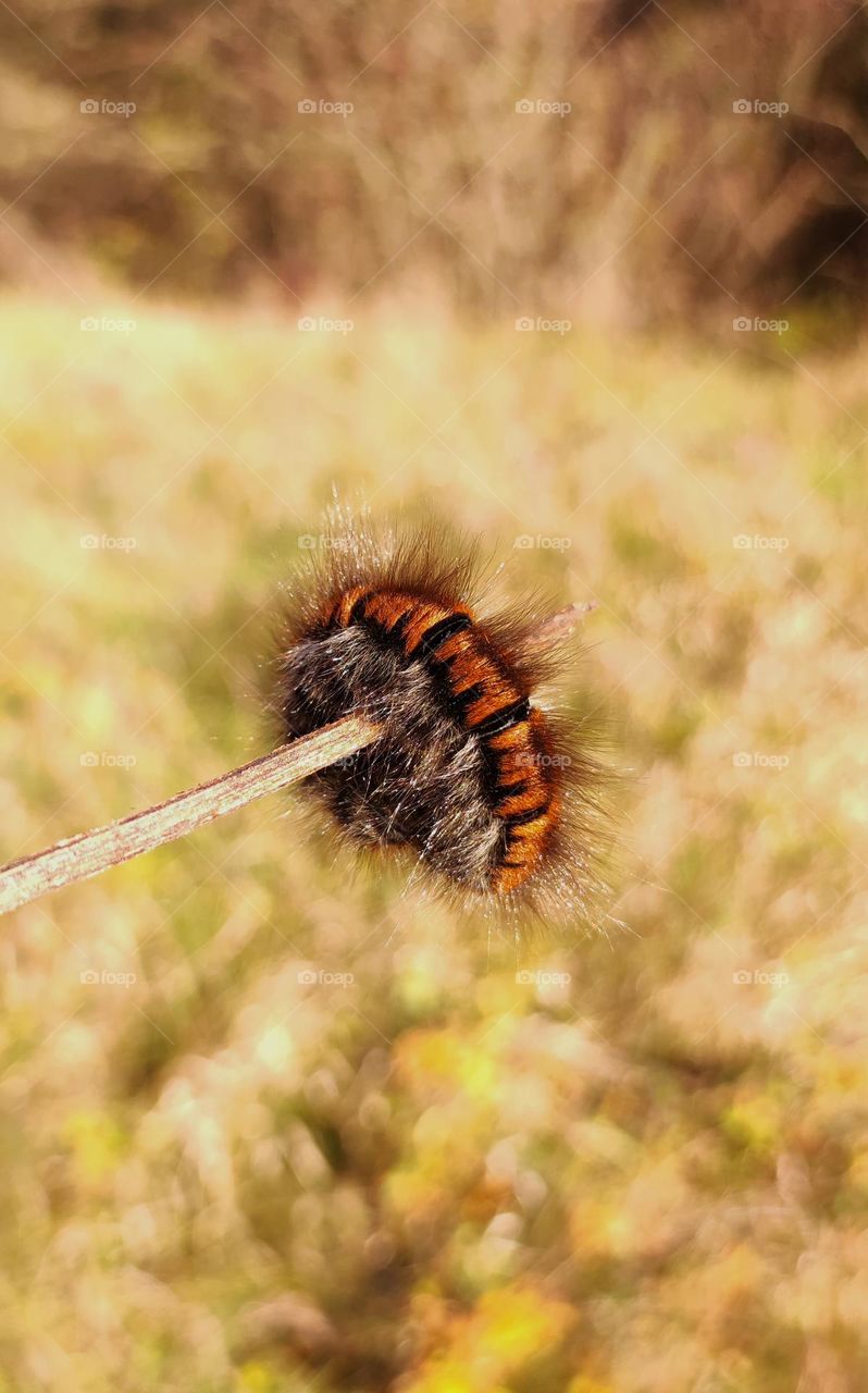 Macro photo of an interesting caterpillar / brown hairy caterpillar in nature