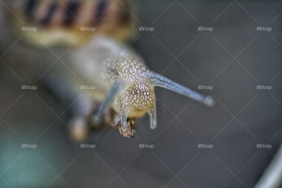 Close-up of snail
