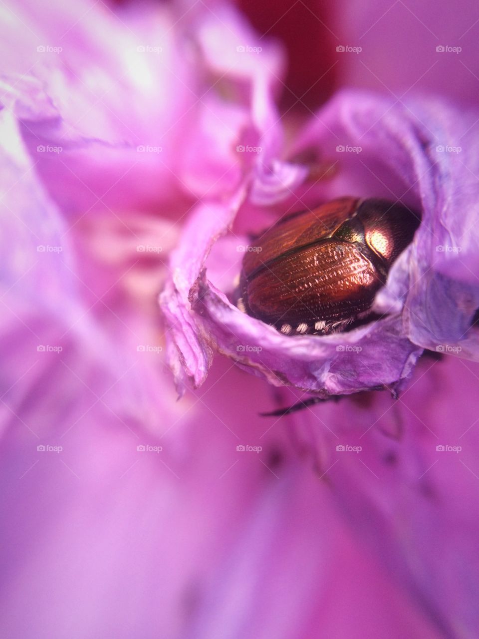 Snug as a bug . Little beetle snuggled down in flower petals.  