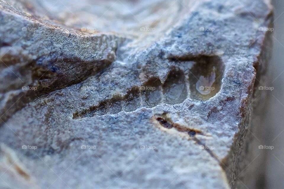 Limestone fossil 