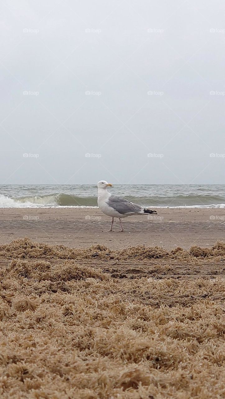 Seagull at the beach