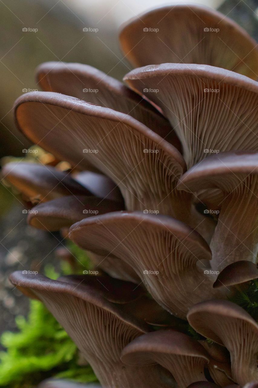 Wild mushrooms growing on autumn forest