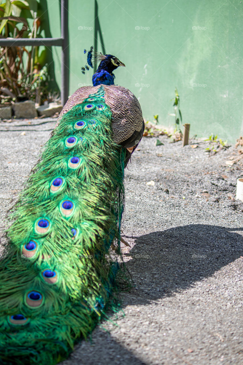 Peacock with all is beauty