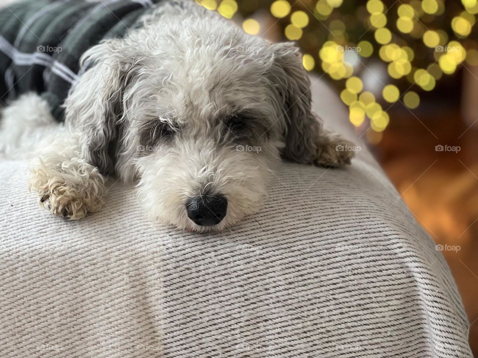 Bored Dog, Schnoodle in Christmas Sweater