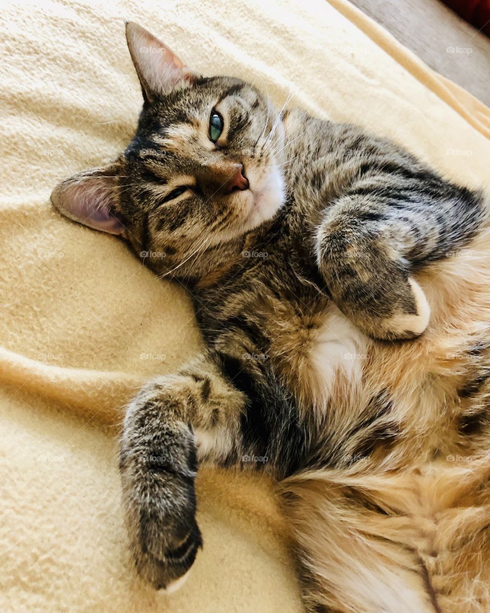 Stop taking my picture human sleepy cat 