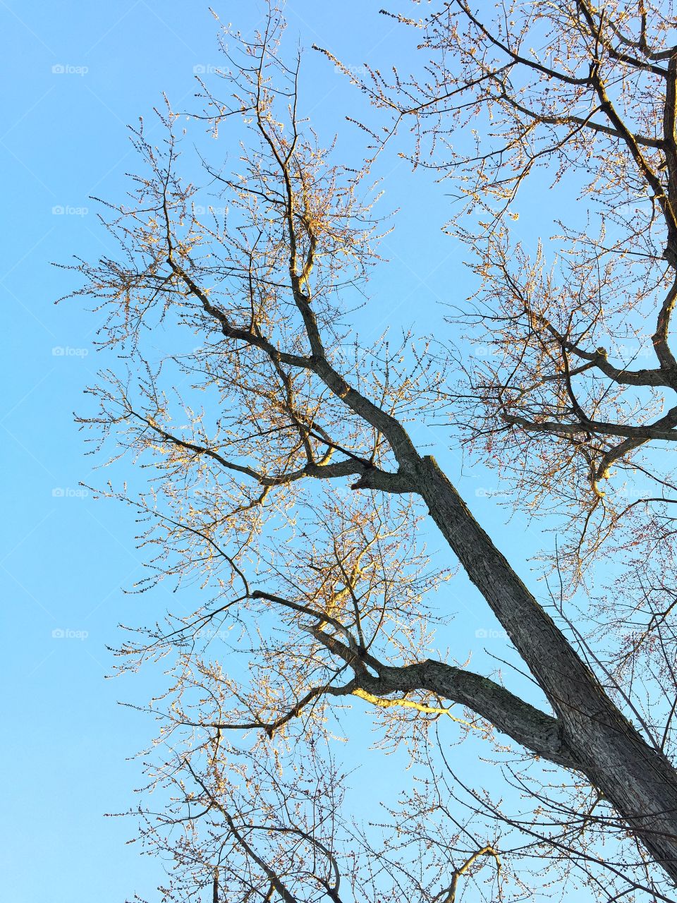 Newly blossoming tree in natural late evening light