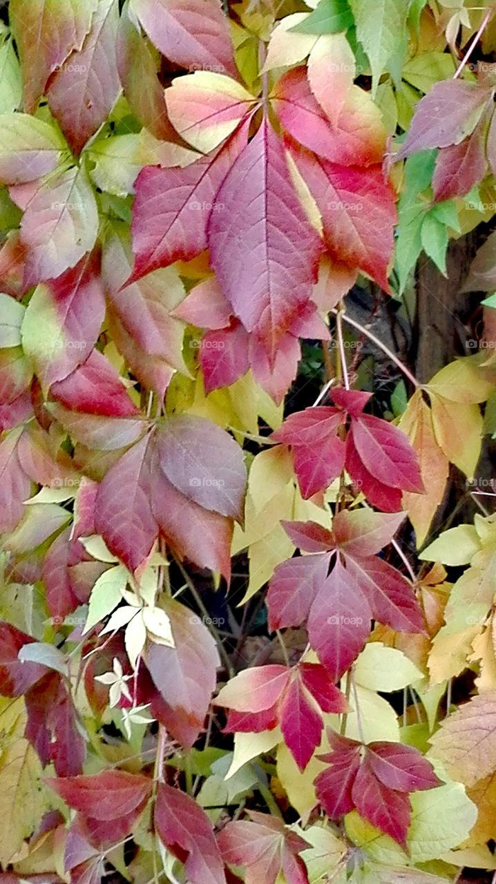 Autumn leaves.