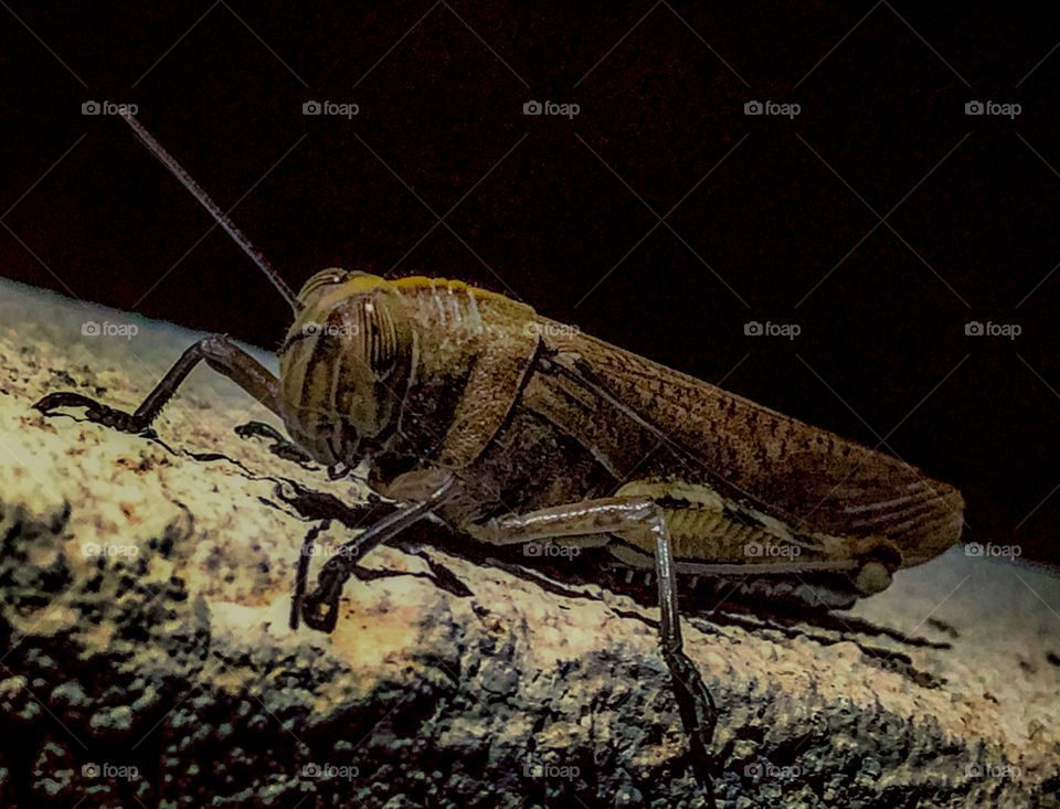 Egyptian Grasshopper sitting on a concrete wall at night