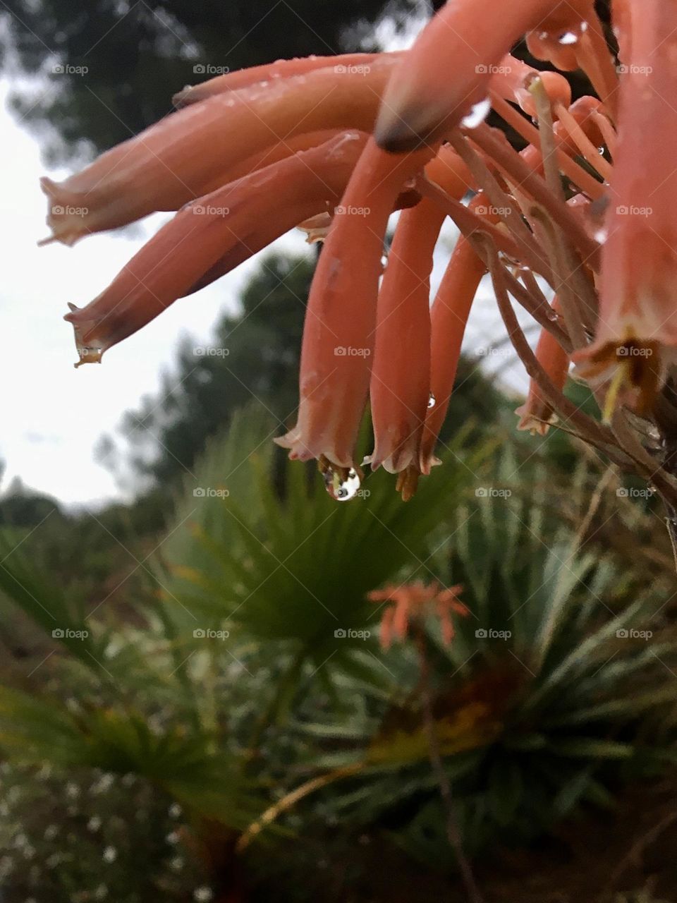 Raindrop on red tropical flower