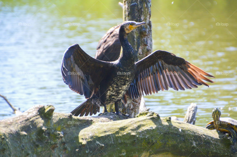 Great Cormorant Drying It's Wing