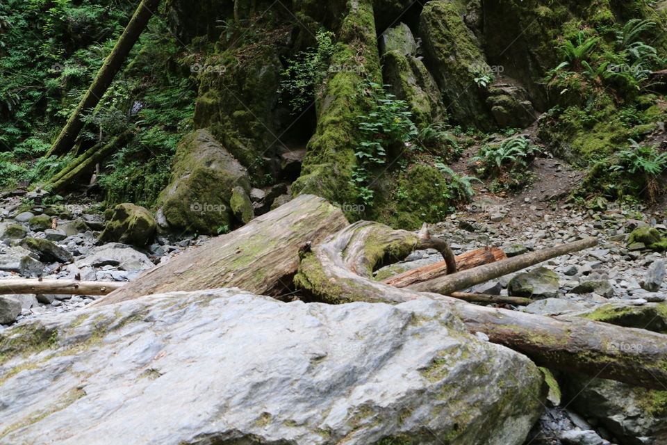 Vancouver Island river valley logs and stones