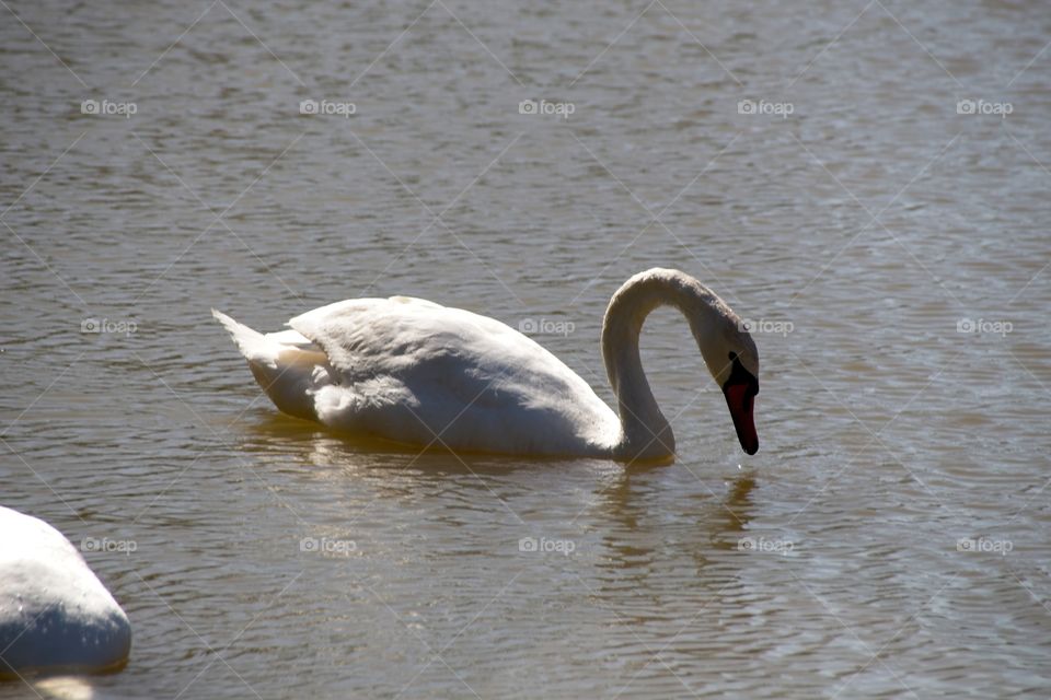 swans on the lake
