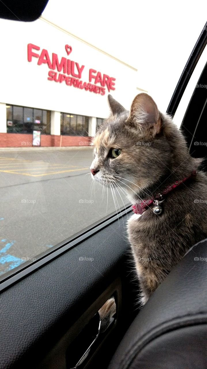 CiCi wants road trip to end