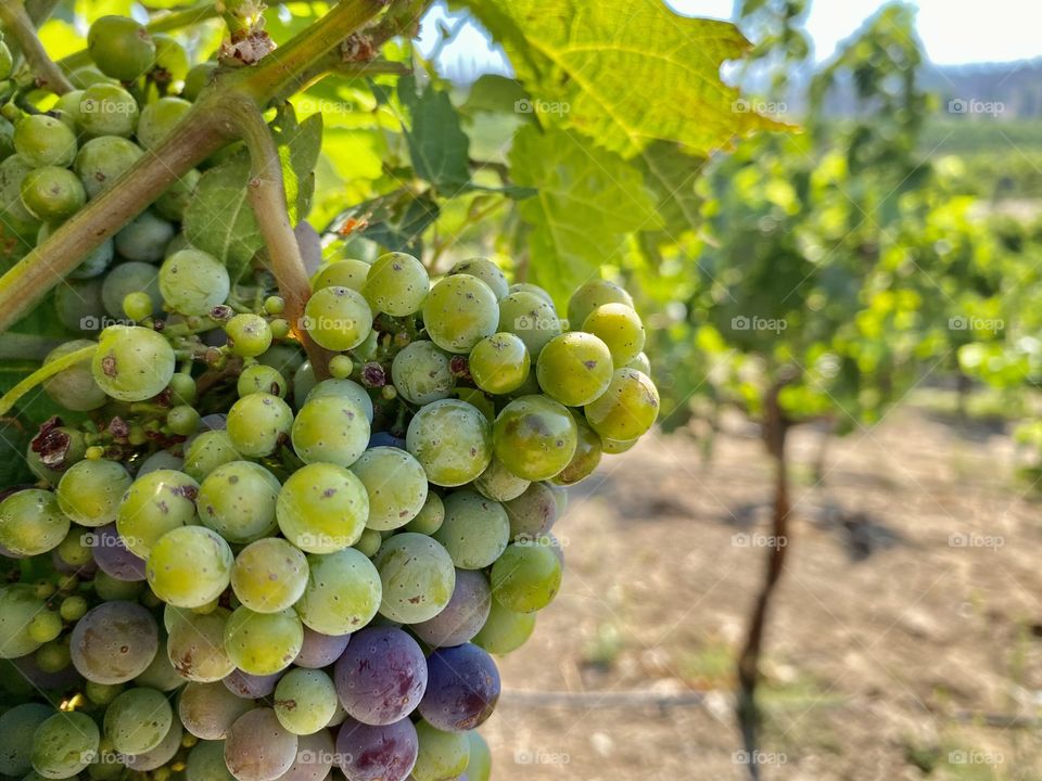 Grapes of California Temecula Valley! 