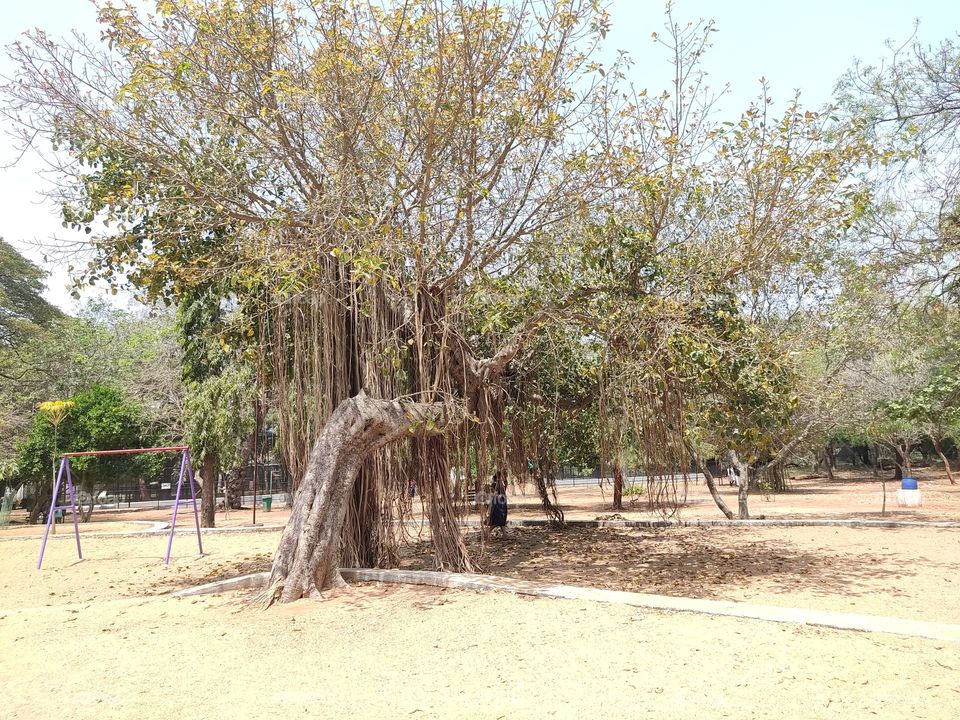 panyan tree, panyan,Alam,Alam tree,